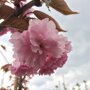 Japanse sierkers bloesem